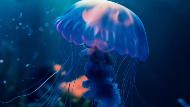 Jellyfish - 2025 1 jellyfish 2025